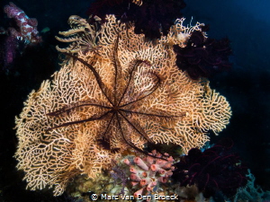 a star in the net by Marc Van Den Broeck 